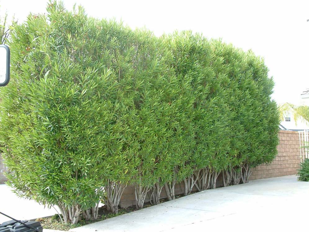 Oleander Hedge