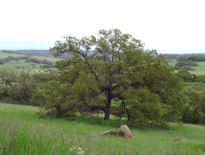 Mesa or Pasadena Oak