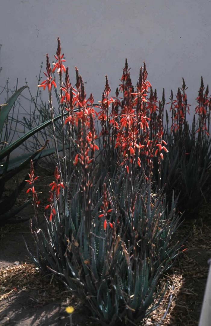 Plant photo of: Aloe hybrid 'Blue Elf'