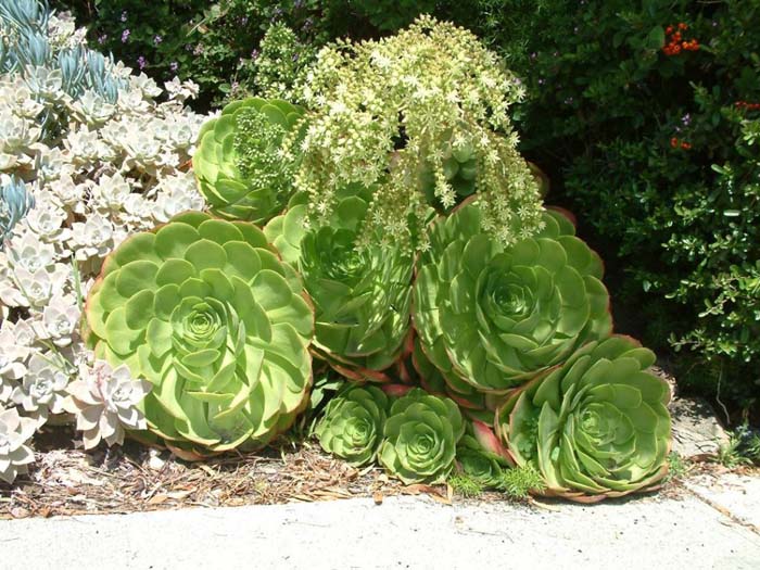 Plant photo of: Aeonium arboreum