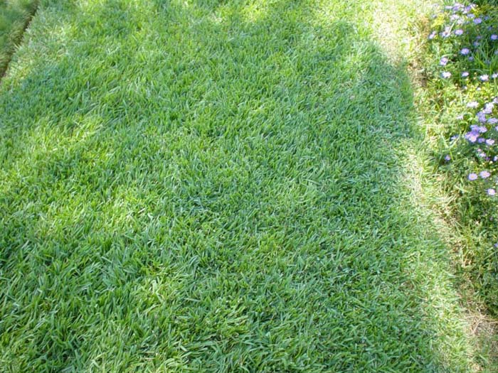 Korean Grass