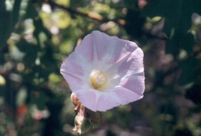 Plant photo of: Calystegia 'Anacapa Pink'