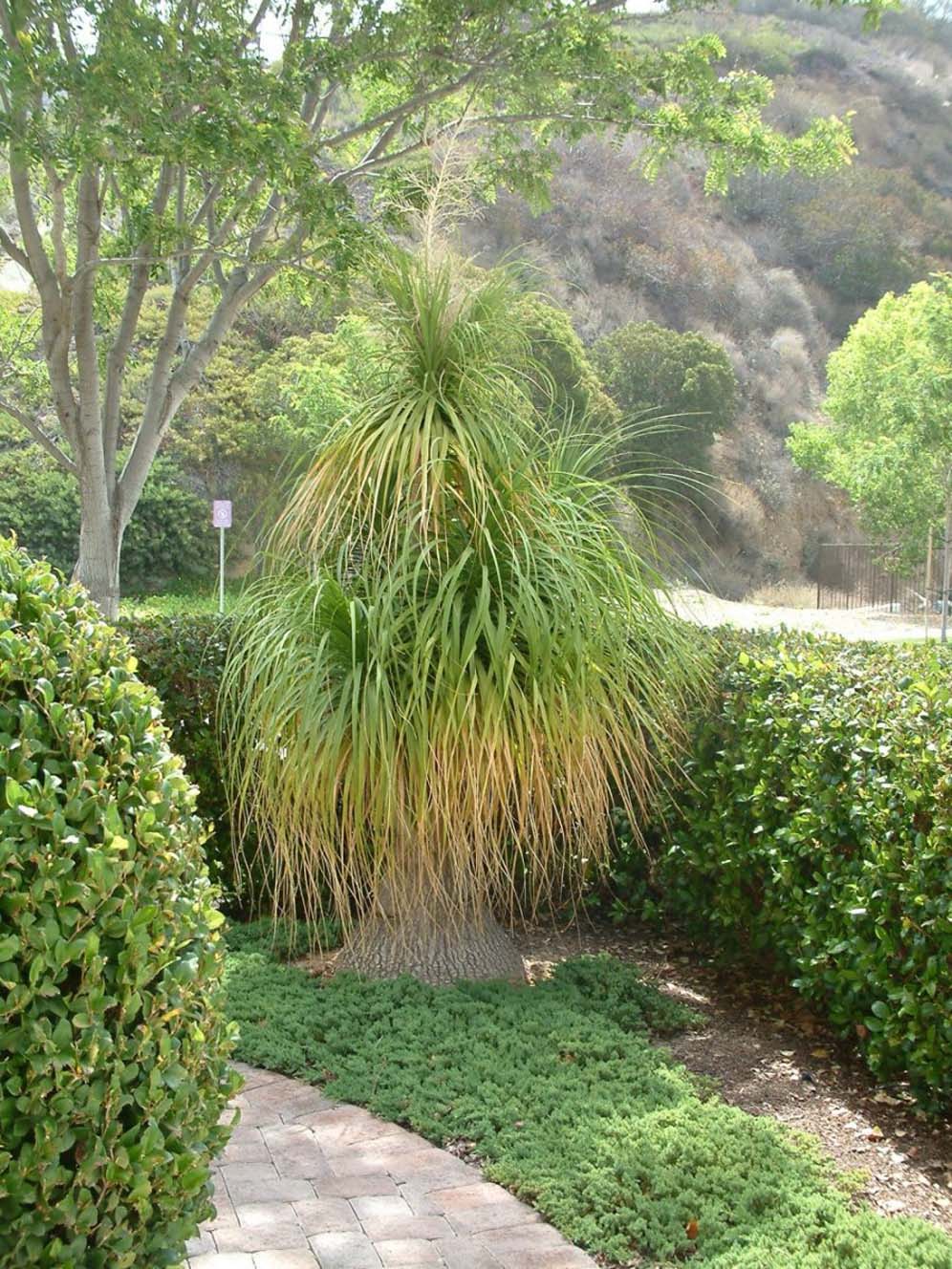 Yucca Sentinel