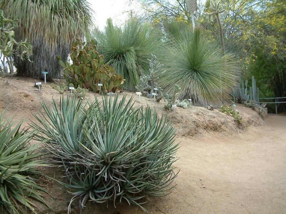 UCR Botanic Garden 1