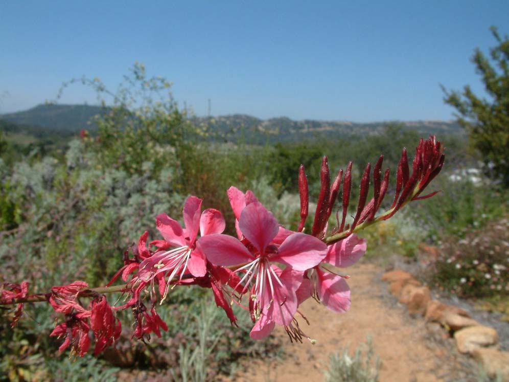 Gaura lindeheimer 'Siskouyu Pink' Detail