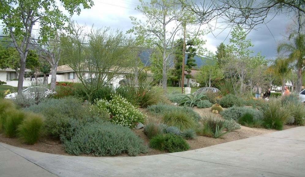 Miller Drought Tolerant Front Yard