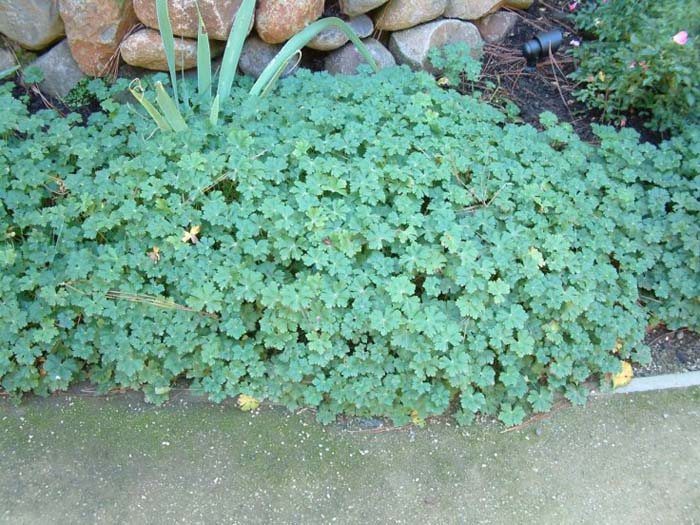 Geranium X cantabrigiense 'Biokovo'