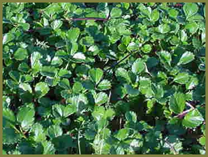 Fragaria chiloensis 'Green Pastures'