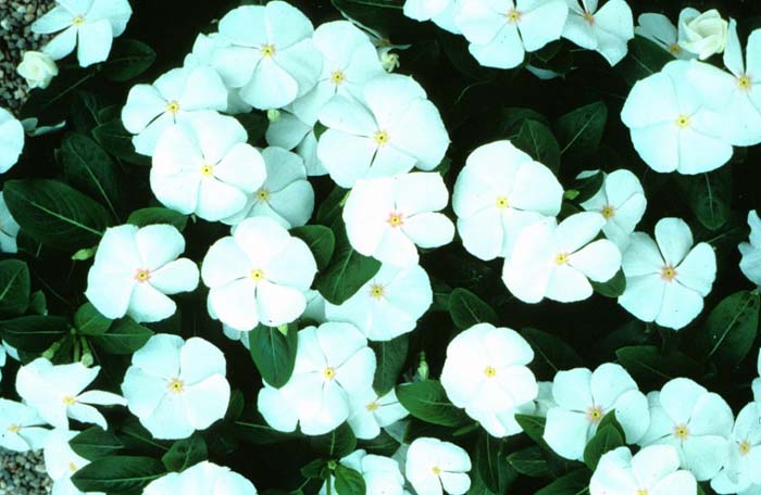 Plant photo of: Catharanthus roseus