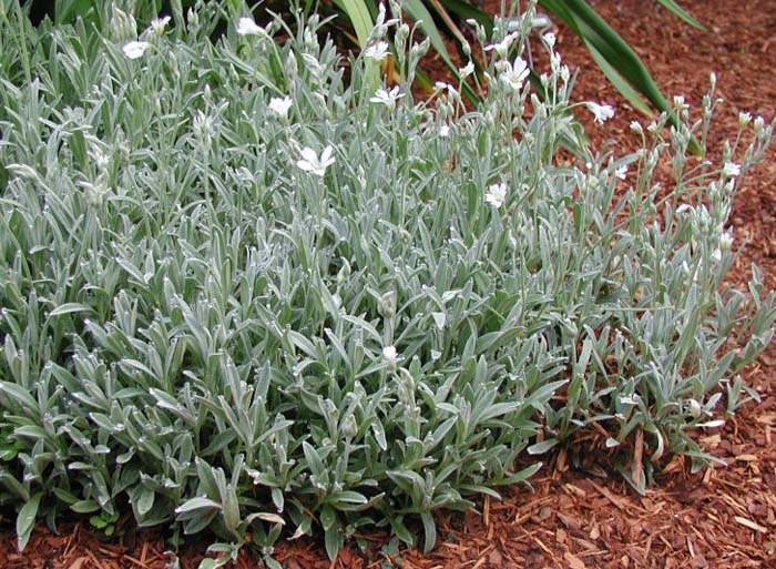 Cerastium tomentosum