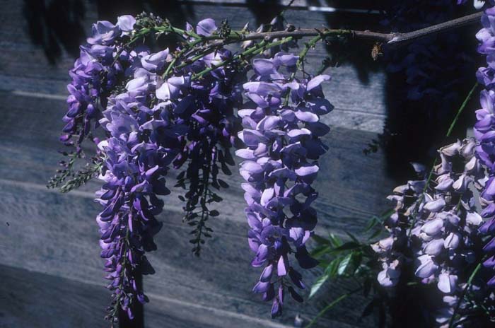 Wisteria, Cooke's Special