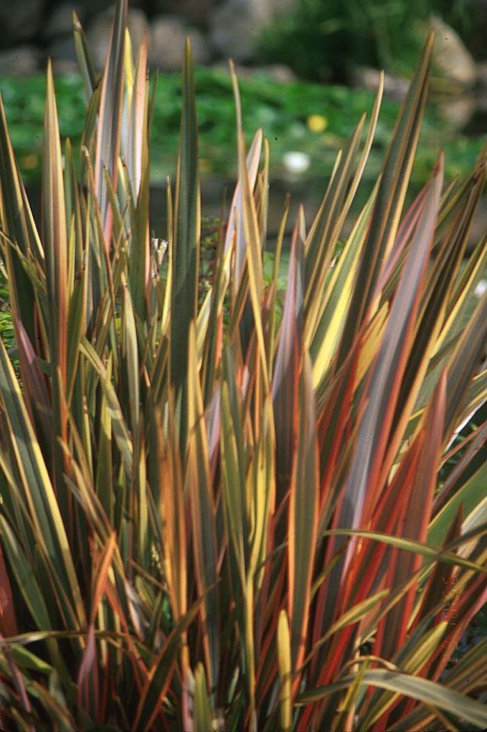 Plant photo of: Phormium tenax 'Rainbow Warrior'