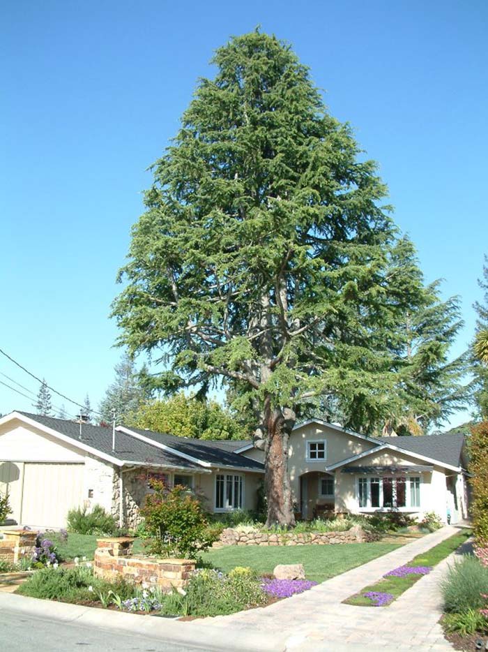 Plant photo of: Cedrus atlantica