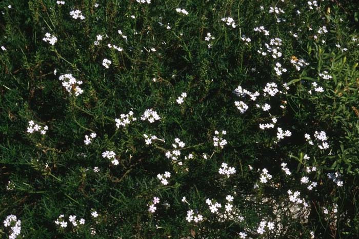 Verbena White