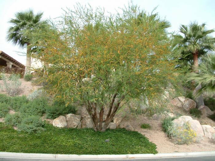 Acacia farnesiana