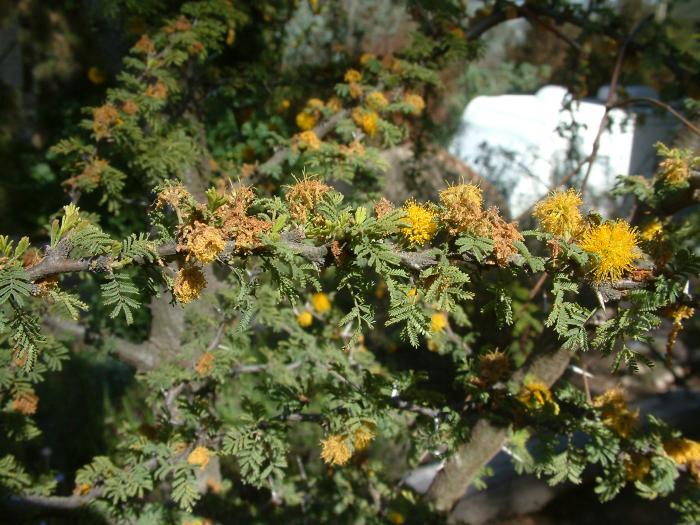 Plant photo of: Acacia farnesiana