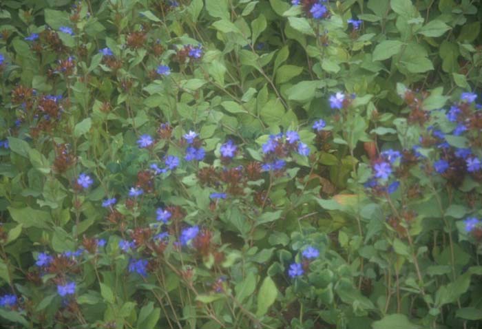 Plant photo of: Ceratostigma plumbaginoides