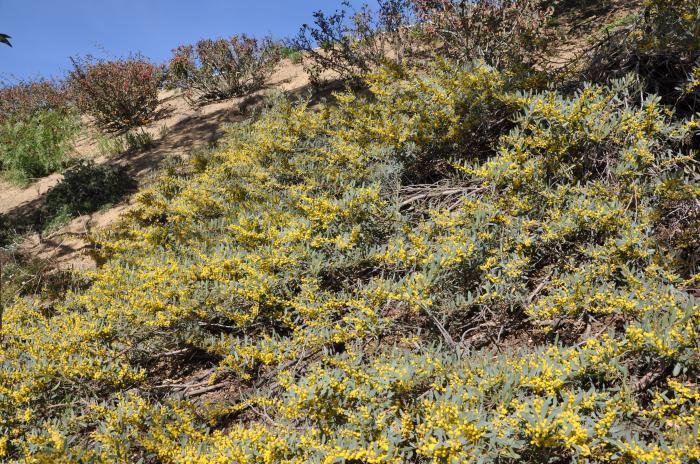 Acacia redolens 'Low Boy'