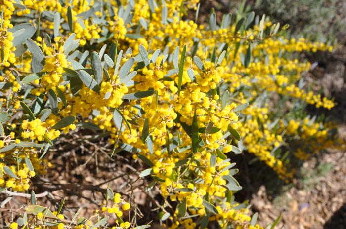 Plant photo of: Acacia redolens 'Low Boy'