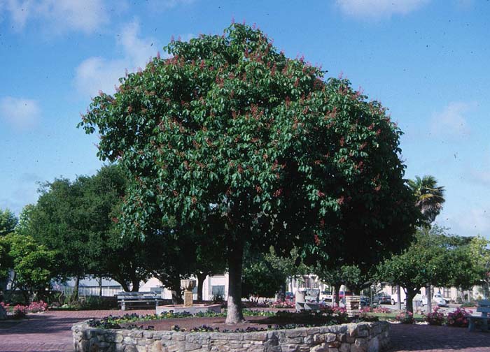 Aesculus californica