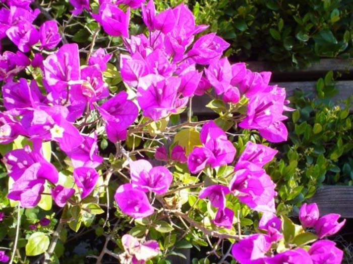 Plant photo of: Bougainvillea spectabilis