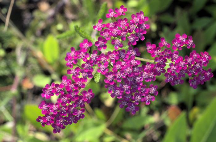 Island Pink Yarrow