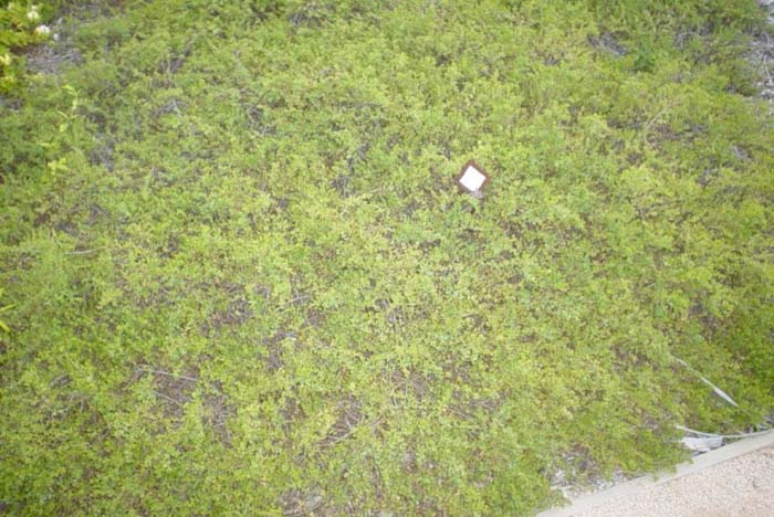 Coyote Bush Prostrate