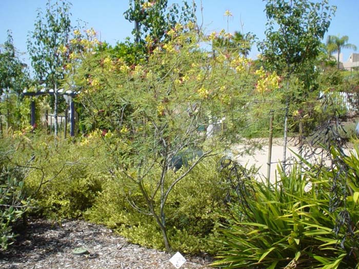 Caesalpinia gilliesii