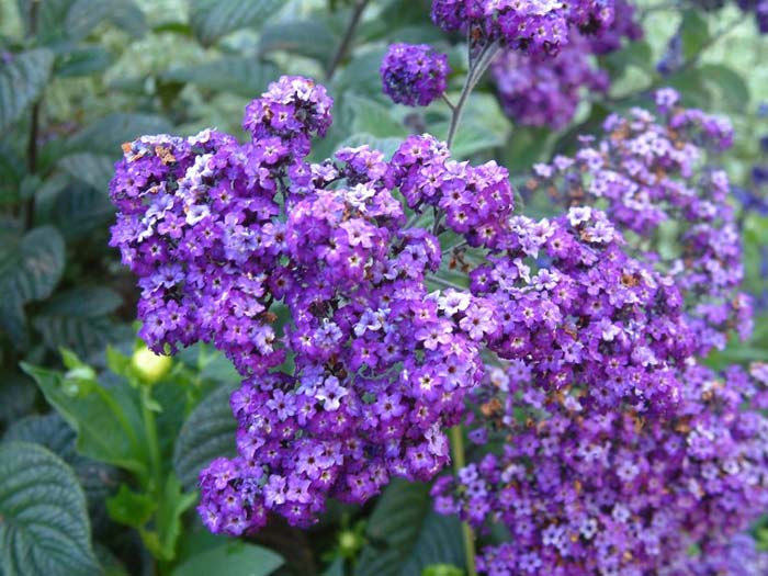 Heliotropium arborescens 'Black Beauty'