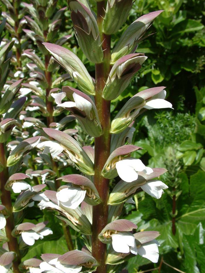 Bear's Breech, Acanthus