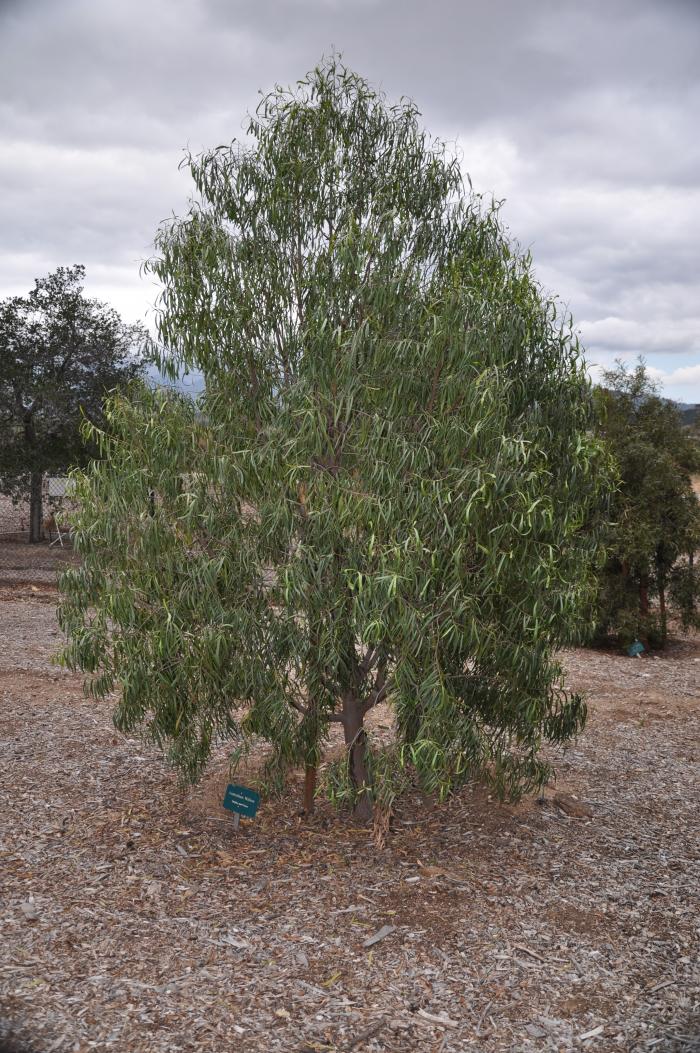 Australian Willow, Wilga