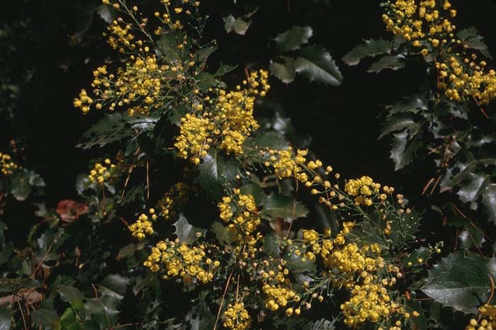 Golden Abundance Mahonia