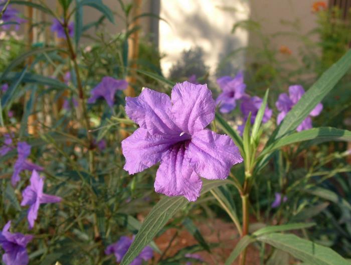 Plant photo of: Mexican Ruellia