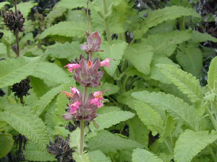 Salvia spathacea