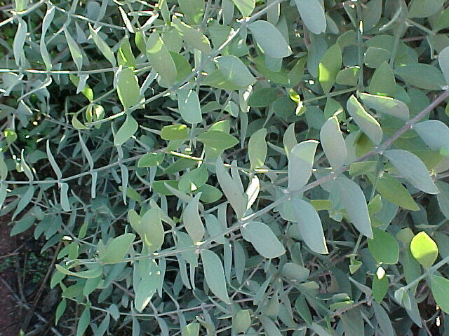 Simmondsia chinensis 'Vista'