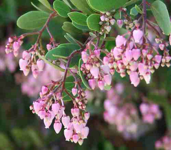 Arctostaphylos bakeri 'Louis Edmunds'