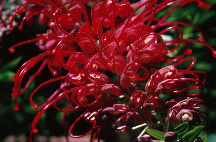 Grevillea