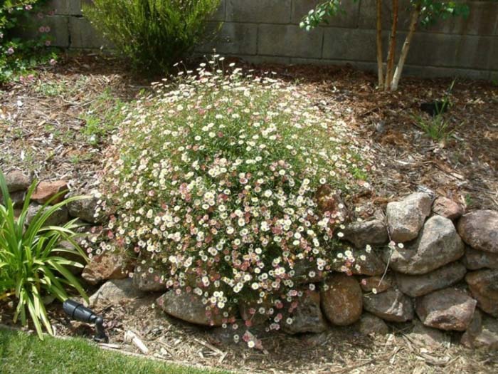 Santa Barbara Daisy, Mexican Daisy