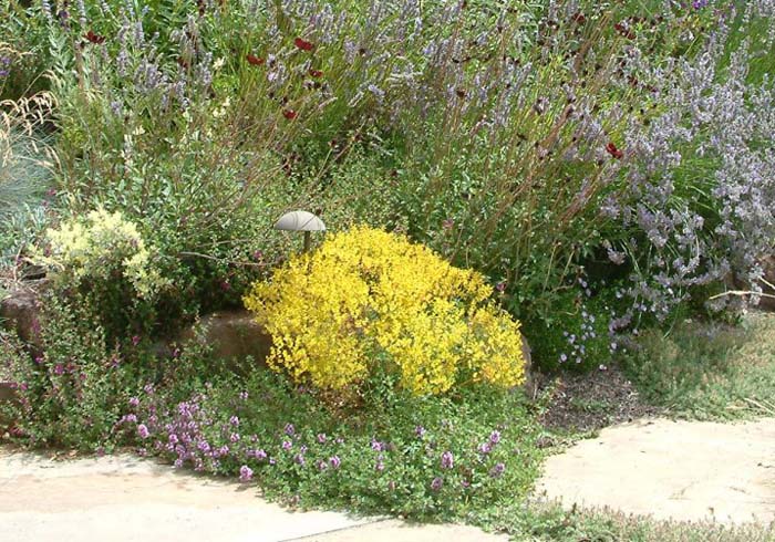 Plant photo of: Bidens ferulifolia 'Goldmarie'