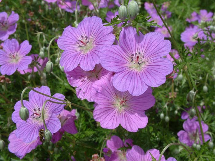 Plant photo of: Geranium incanum