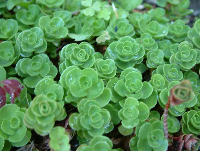 Sedum spathulifolium