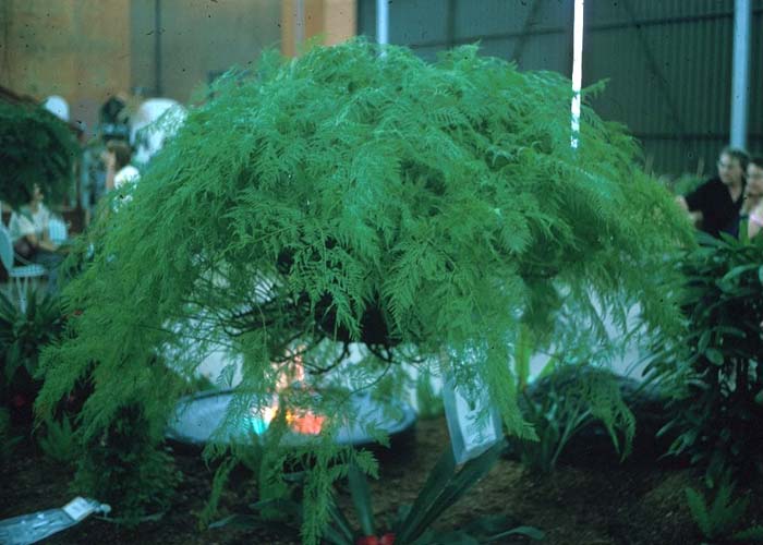 Squirrel's Foot Fern