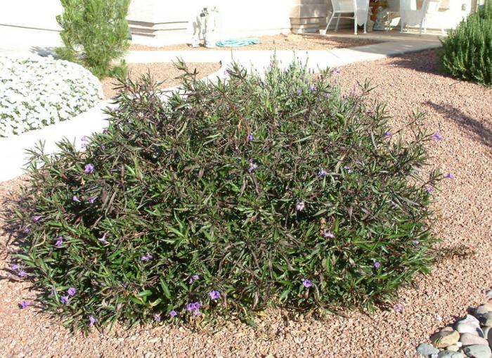 Plant photo of: Ruellia brittoniana