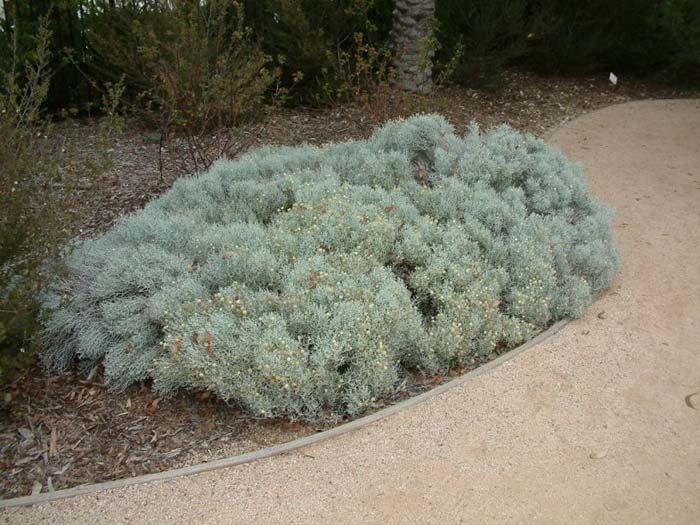 Cushion Bush