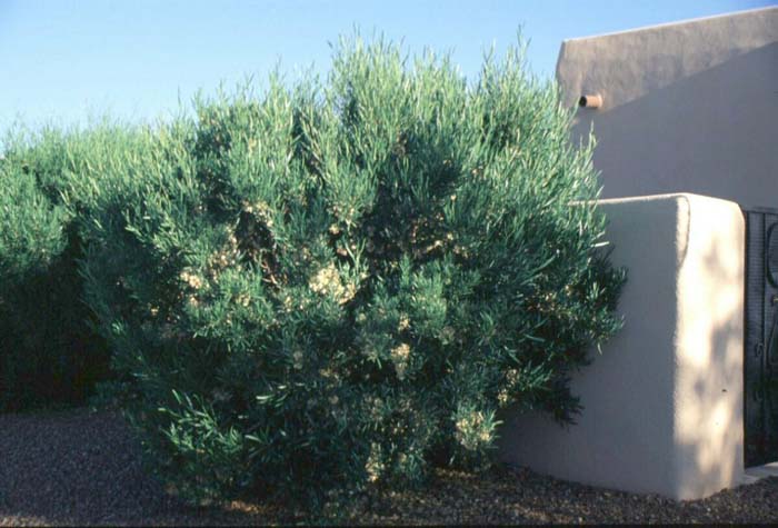 Hopseed Bush