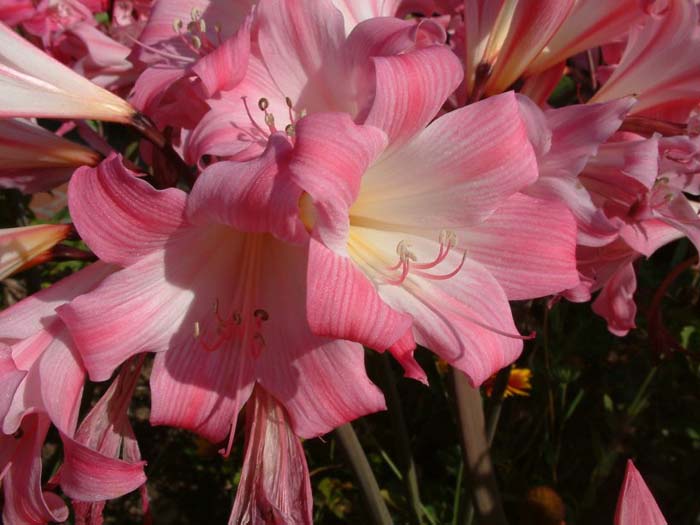 Plant photo of: Amaryllis belladonna