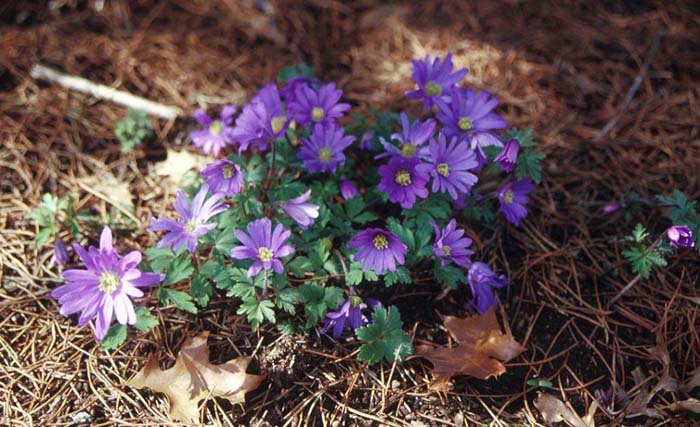 Anemone blanda