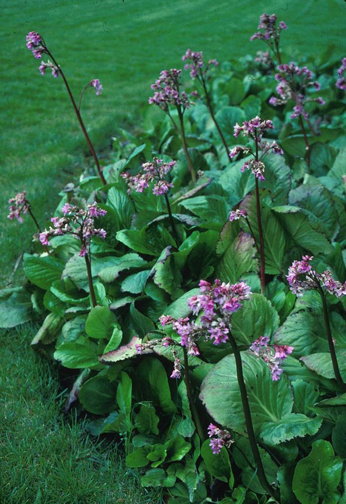 Heartleaf Bergenia