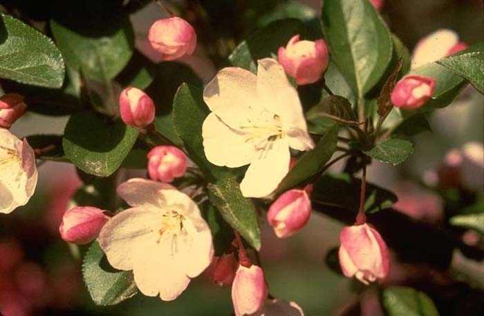 Malus hupehensis