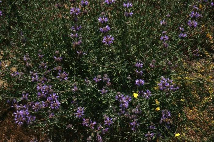 Salvia clevelandii 'Aromas'